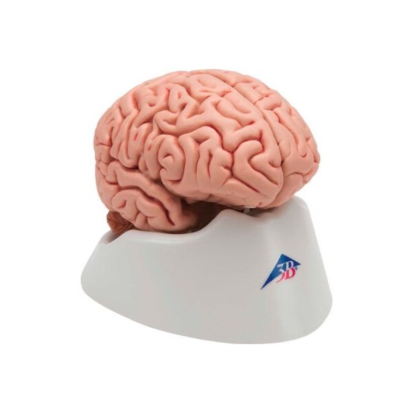 3B Anatomical Model - Classic Brain, 5-Part